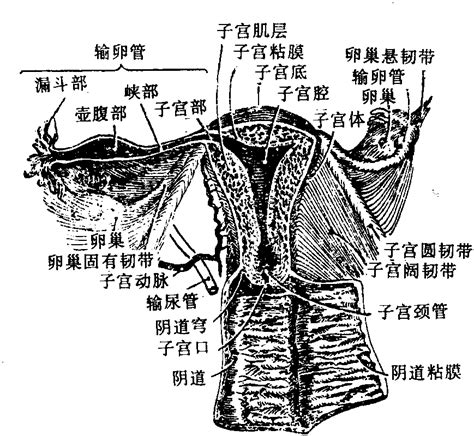 女性私处|女性生殖器官解剖图